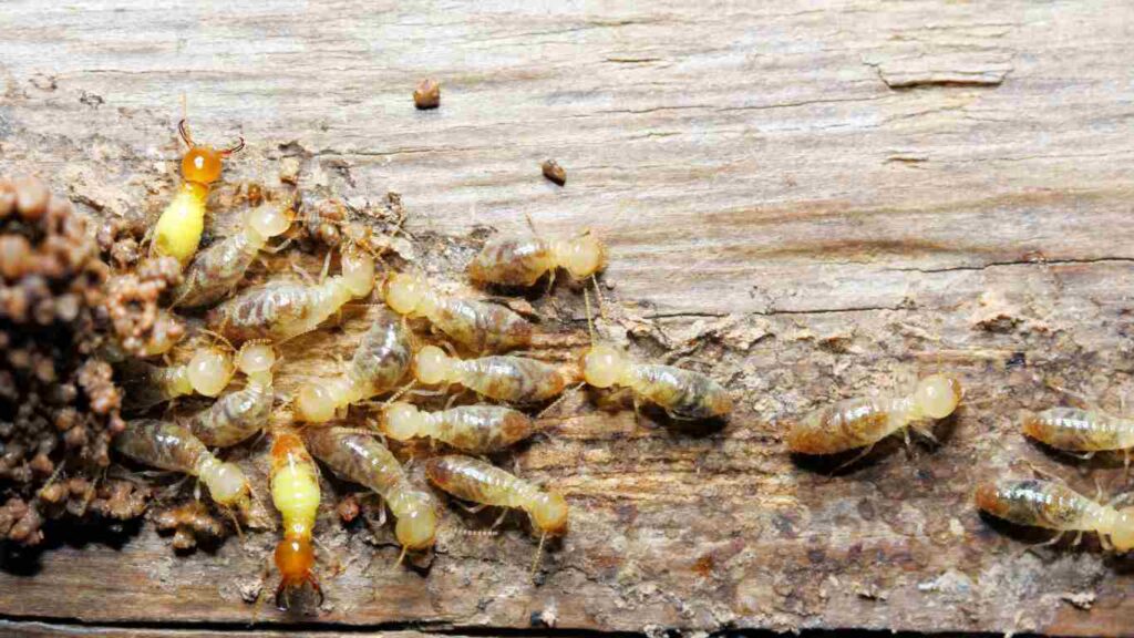 5 Most Common Pests Found in Orlando Homes and How to Get Rid of Them