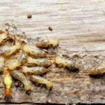 5 Most Common Pests Found in Orlando Homes and How to Get Rid of Them