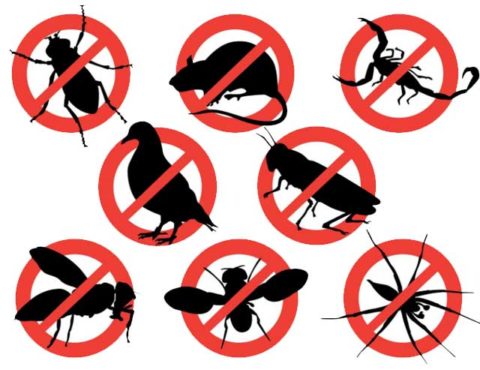 5 Most Common Pests Found in Orlando Homes and How to Get Rid of Them ...