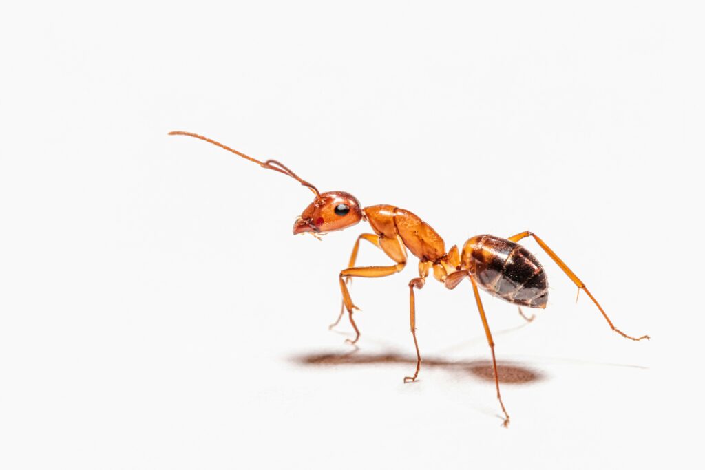 Ghost Ants are Common Pests in Central Florida