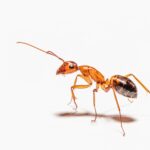 Ghost Ants are Common Pests in Central Florida