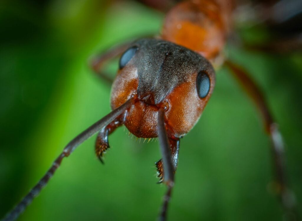 Common Ant Problems in Texas: What Homeowners Need to Know
