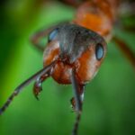 Common Ant Problems in Texas: What Homeowners Need to Know