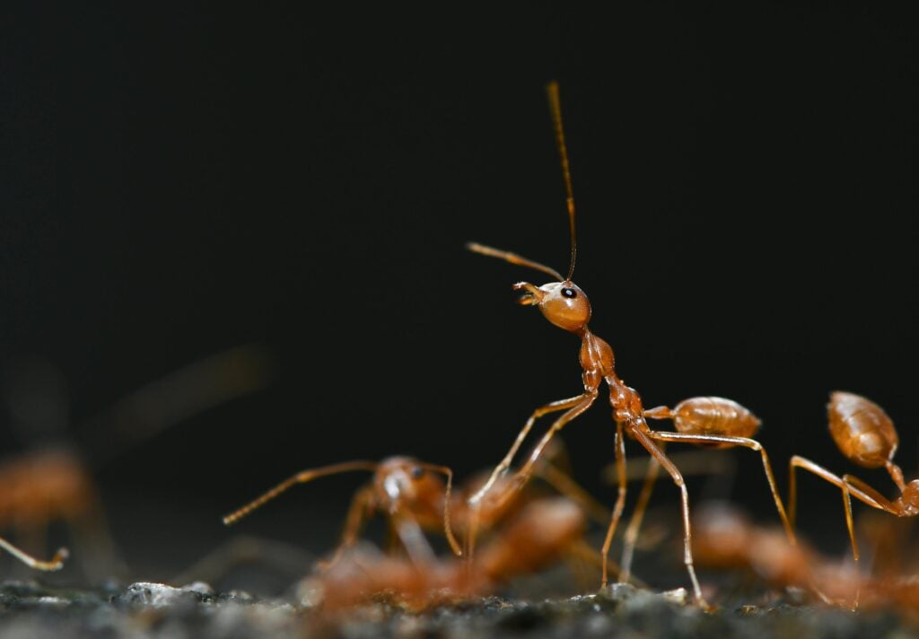 Which Foods Attract Ants in the Kitchen Most?