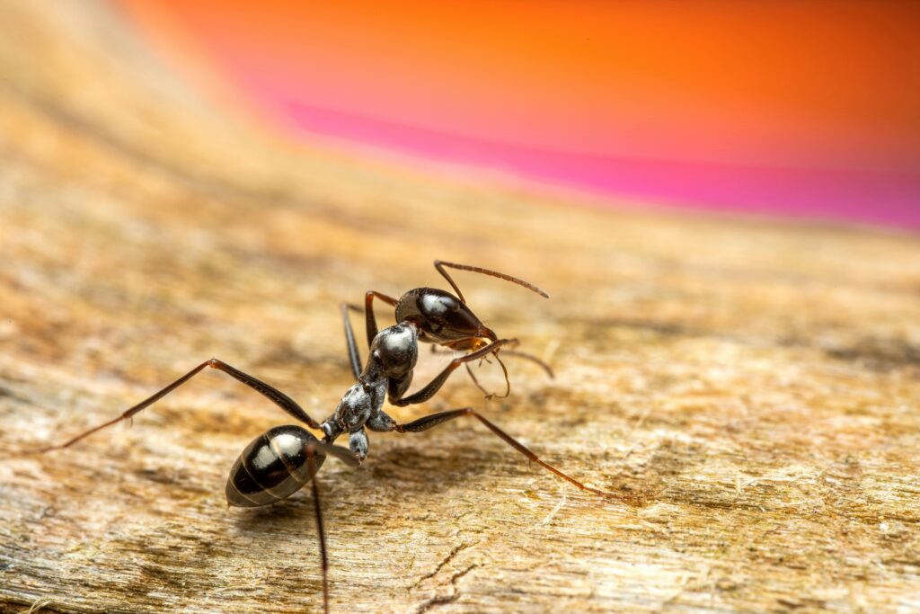 Are Fire Ants Attacking Your Lawn and House?