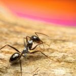 Are Fire Ants Attacking Your Lawn and House?