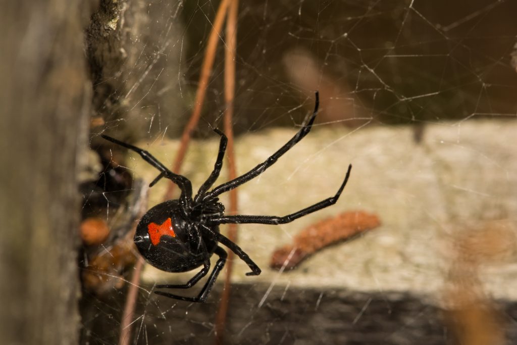 Widow Spiders in Florida