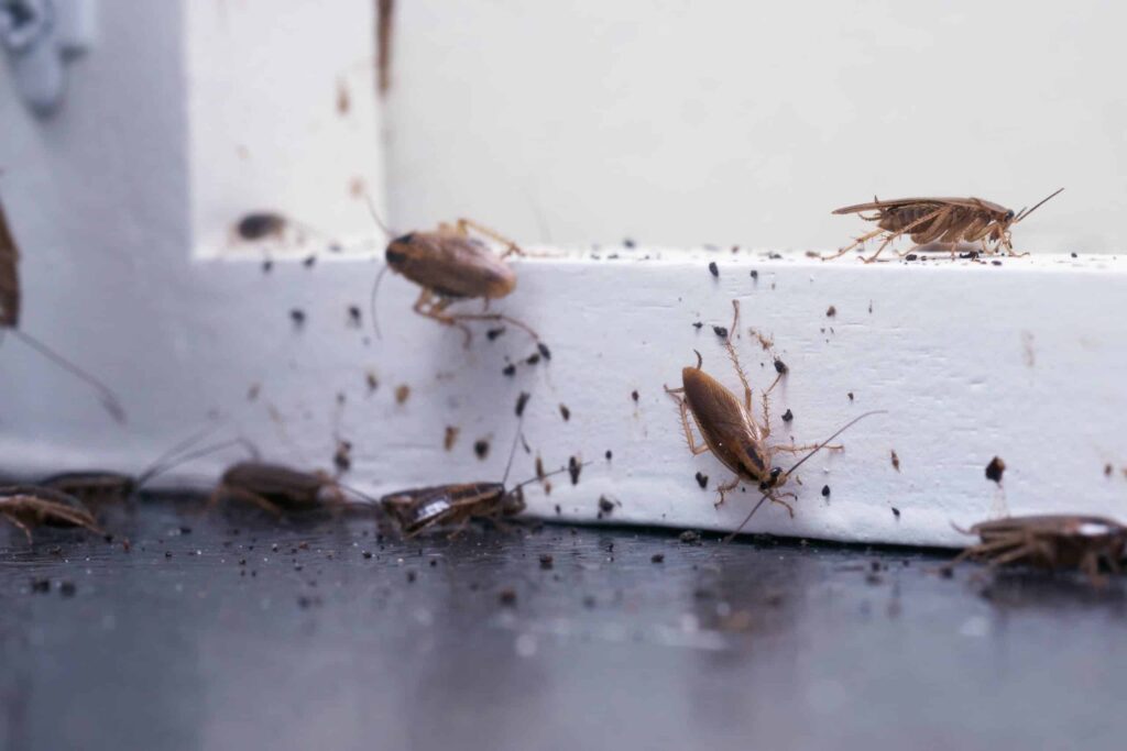 Common Pests in Florida During the Summer
