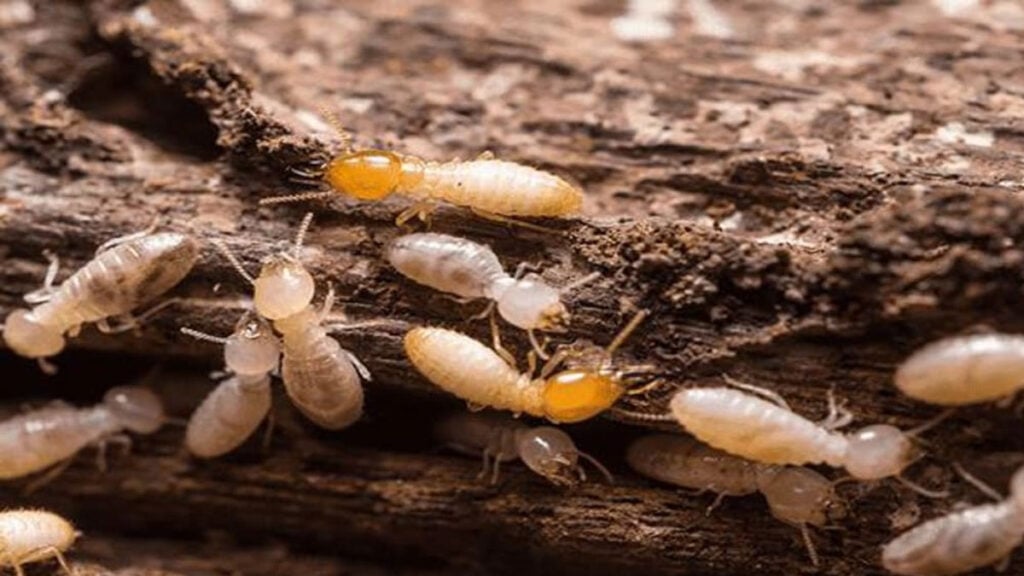 Termites: Identifying, Preventing, and Treating Infestations