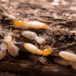 Termites: Identifying, Preventing, and Treating Infestations