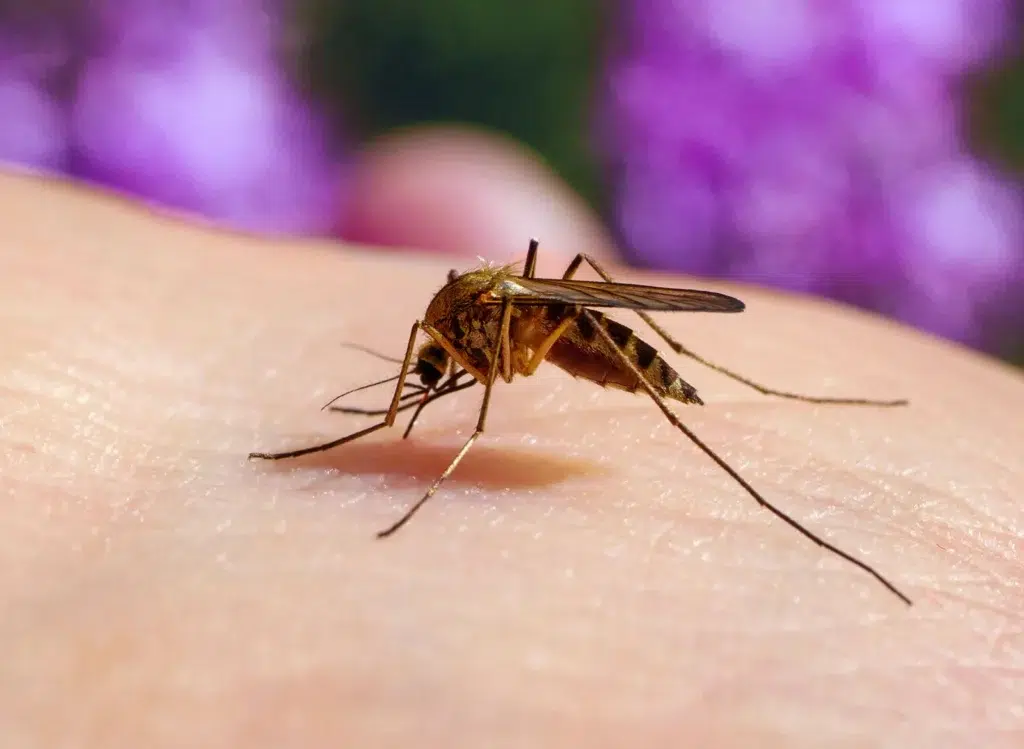 Effective Mosquito Control: Enjoying a Bite-Free Outdoor Experience