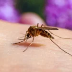 Effective Mosquito Control: Enjoying a Bite-Free Outdoor Experience