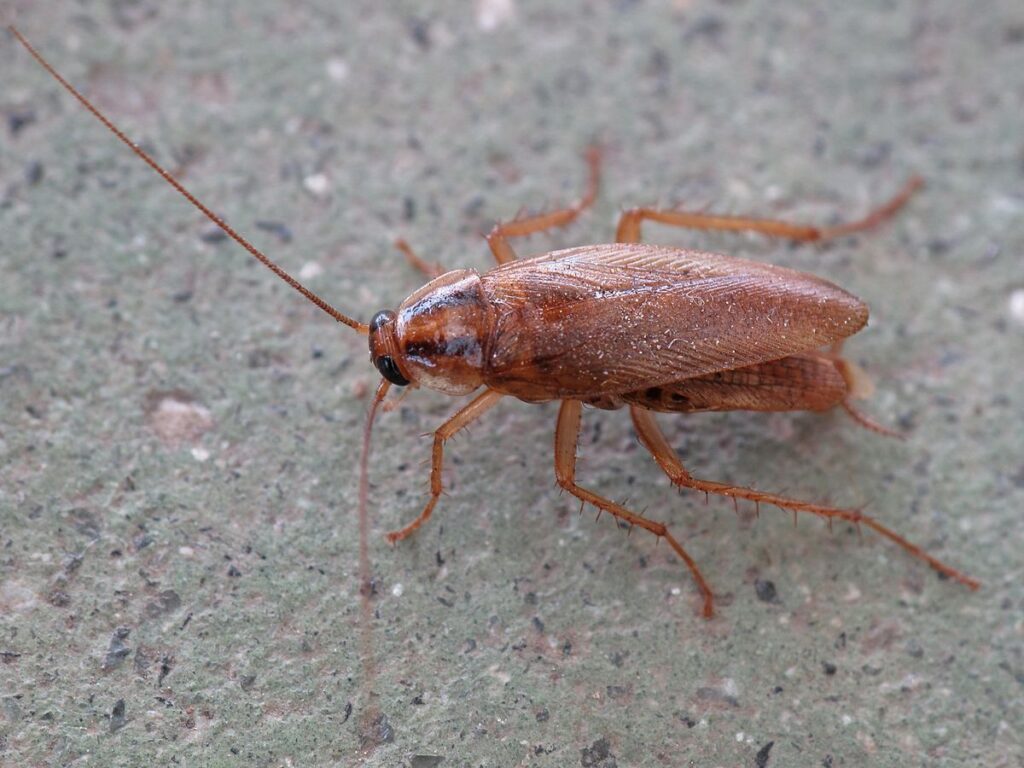 Cockroach Control: Proven Methods for Eradication