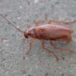 Cockroach Control: Proven Methods for Eradication
