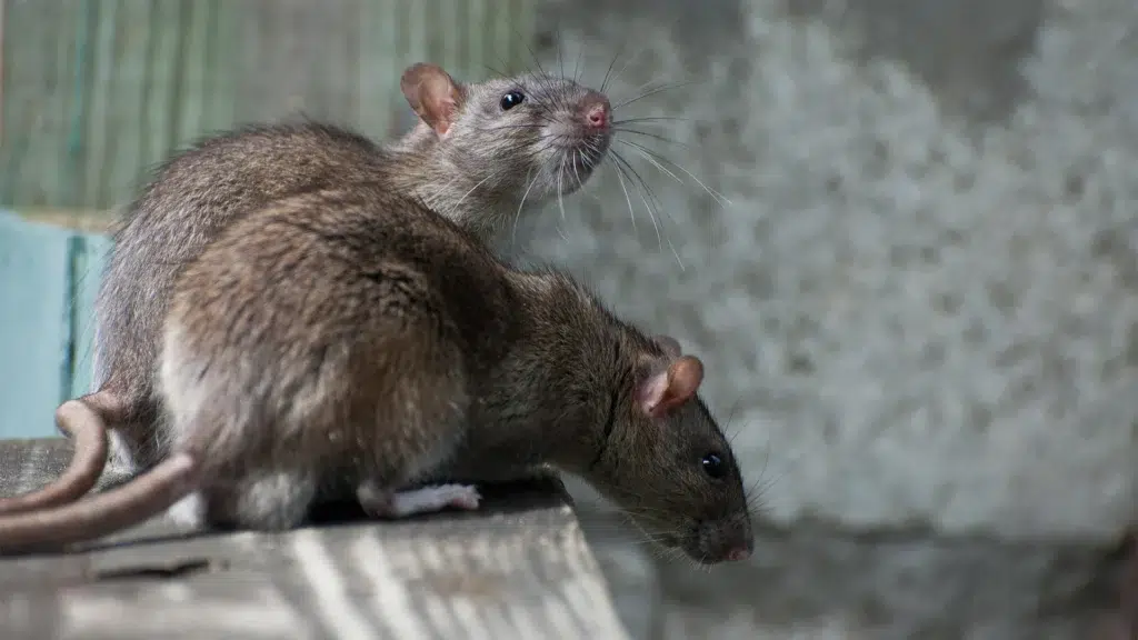 Rats and Mice: Preventing and Eliminating Infestations