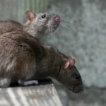 Ratas y Ratones: Prevención y Eliminación de Infestaciones