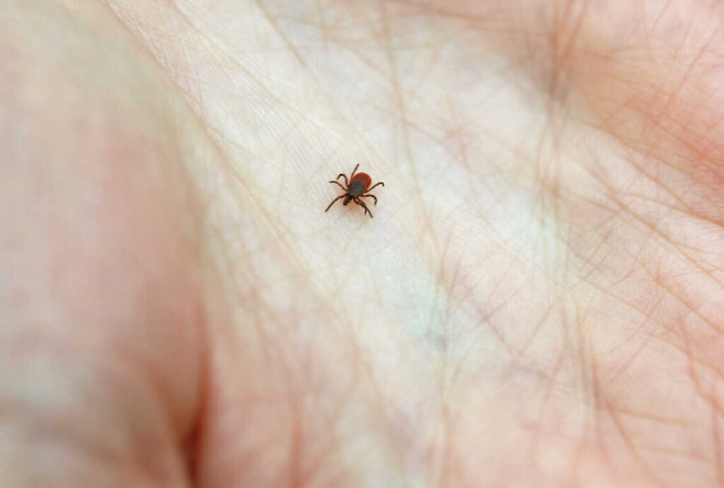 Flea and Tick Prevention and Treatment for Your Pets and Home
