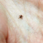 Flea and Tick Prevention and Treatment for Your Pets and Home