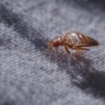 Top 10 Pests That Invade Homes and How to Keep Them Out