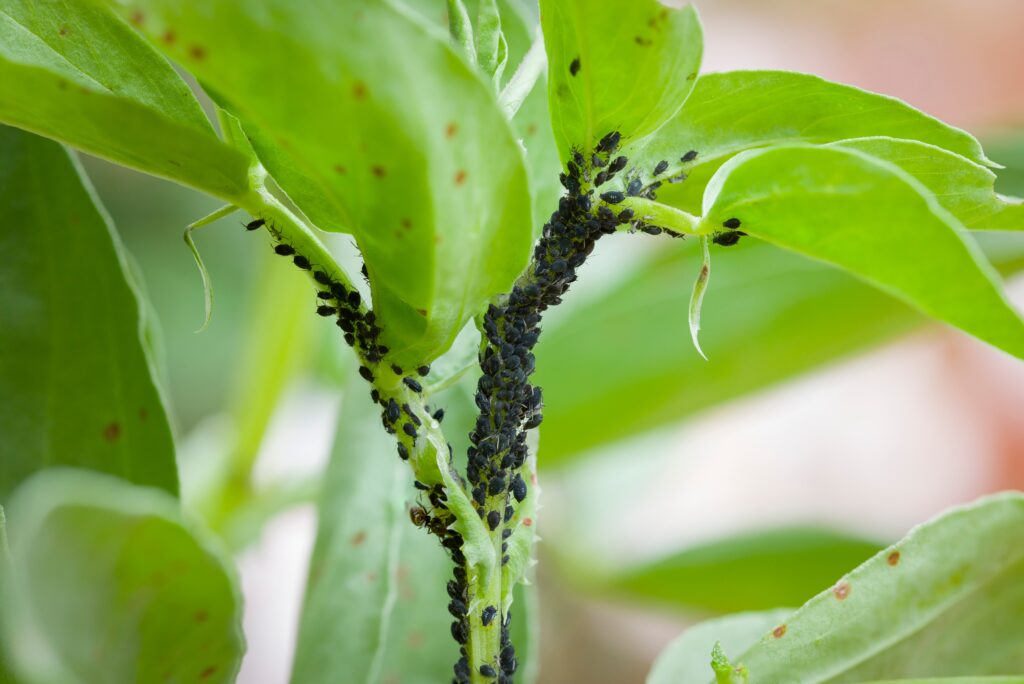 Aphids to Mites: Top Shrub Pests in Orlando Yards and How to Treat Them