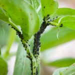 De Pulgones a Ácaros: Las Principales Plagas de Arbustos en los Jardines de Orlando y Cómo Tratarlas