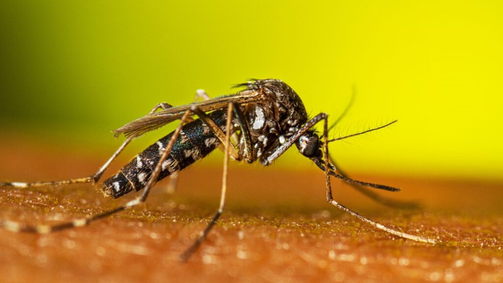 Effective Mosquito Control Strategies for Inside and Outside Your Home