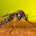 Estrategias eficaces de control de mosquitos para el interior y exterior de tu hogar