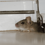 Top 10 Ways to Eliminate Rodents and Keep Them Away Effectively