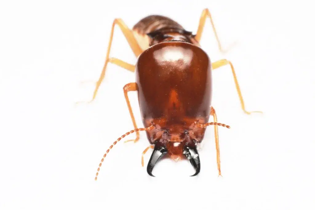 Total Termite Education