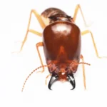 Total Termite Education