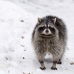 Wildlife Removal in Winter in the Tampa Area: Why Homeowners Are Seeing More Intruders