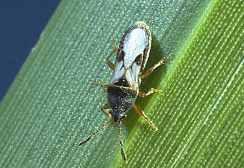 Effective Chinch Bug Treatment in Florida: Why Licensed Pest Control Makes a Difference