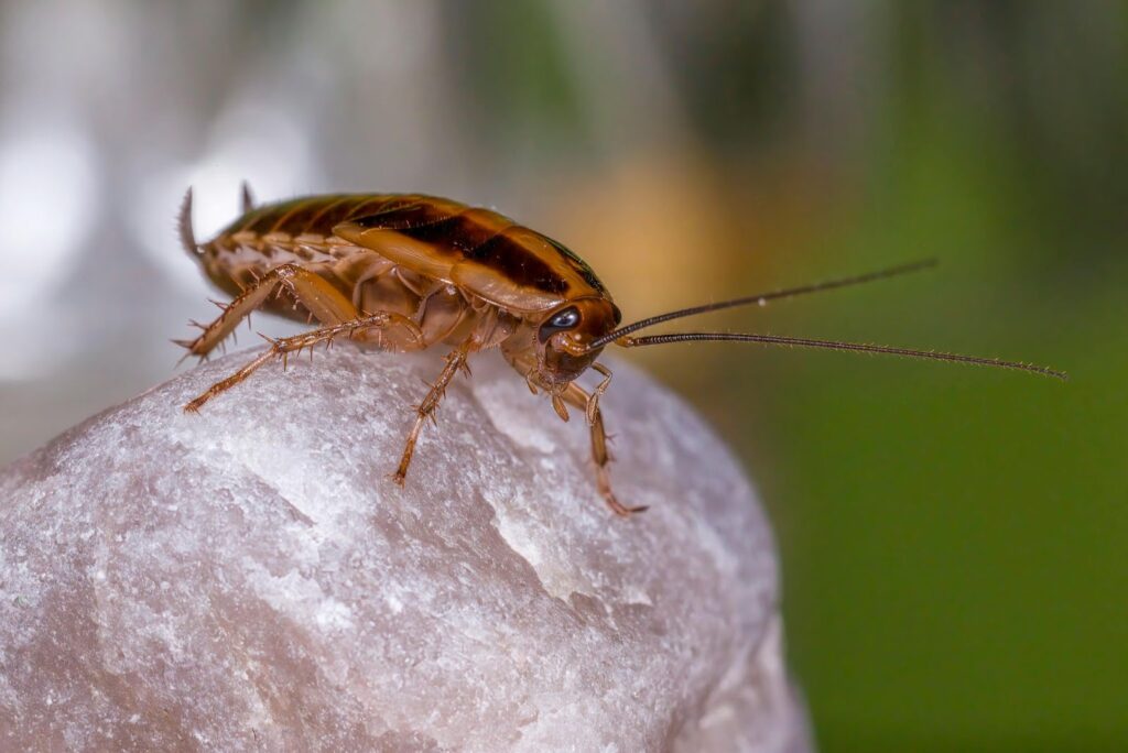 Problemas de Cucarachas en Invierno en Hogares de Tampa: ¿Qué las Atrae al Interior?