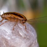 Winter Cockroach Problems in Tampa Homes: What Brings Them Inside?