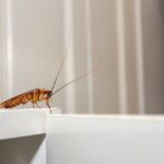 Tipos de cucarachas