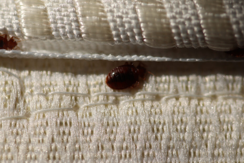 7 Pest Facts You Probably Did Not Know