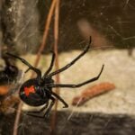Common Florida Spiders