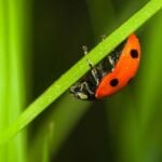 A Guide to Garden Bugs