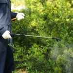 A Few Reasons Why You Do Not Want to Do Pest Control by Yourself