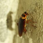How to Get Rid of Cockroaches