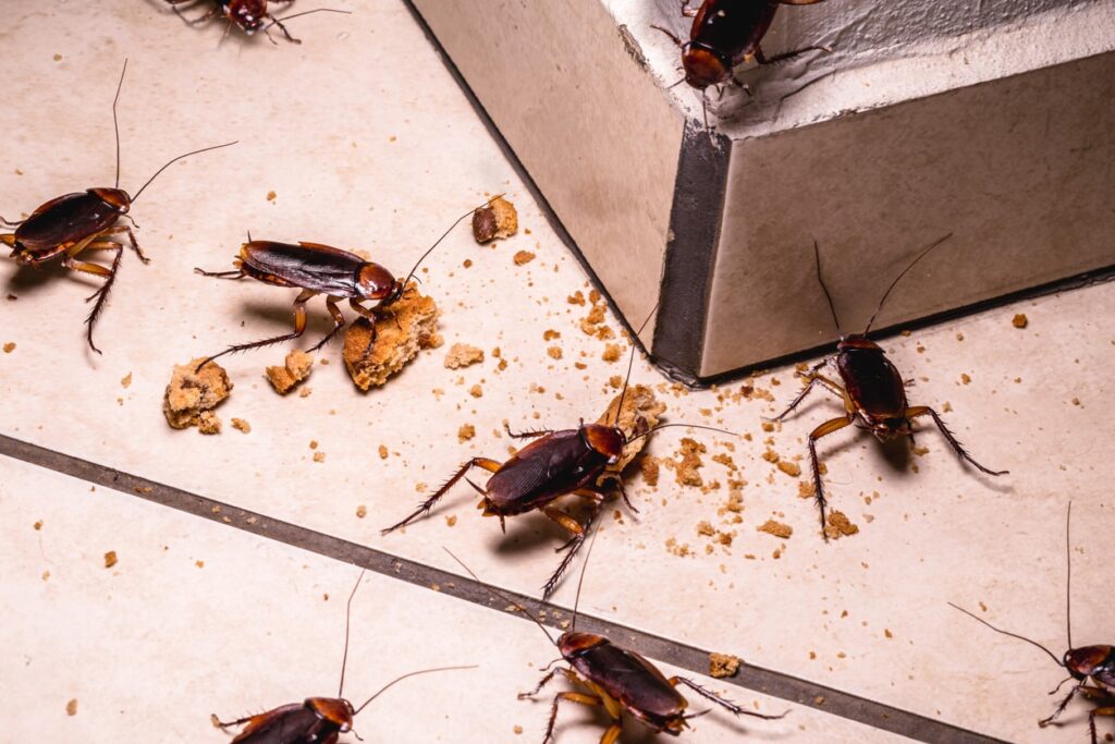 3 Things You Must Know About Cockroaches