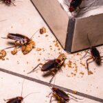 3 Things You Must Know About Cockroaches