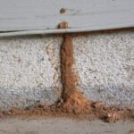 What Do I Do If I Find Termite Tubes Around My Home?