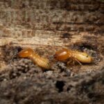 Termites and the Threat They Pose to the Structure of Your Home