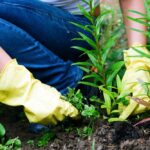What Do We Do at Drake to Get and Keep Your Lawn Green and Healthy All Year?