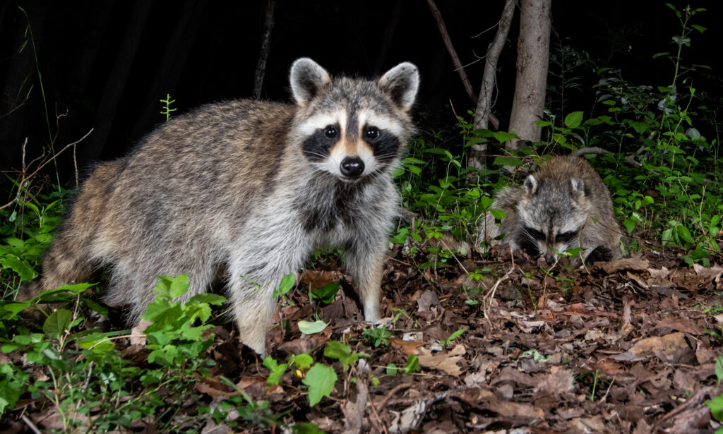 Wildlife Removal in Florida: What Homeowners Need to Know