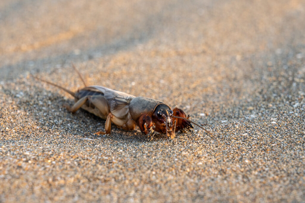 Plagas del Césped en Florida a Vigilar Esta Temporada: Cómo Identificar el Daño Antes de que se Propague