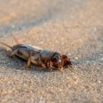 Florida Lawn Pests to Watch This Season: How to Identify Damage Before It Spreads