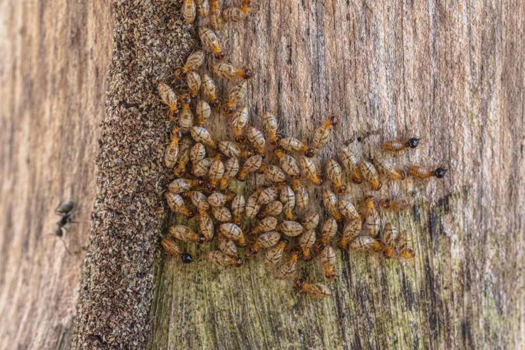 What Are Termites and Why Is Termite Control Essential for Houston?