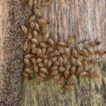 Termite Swarming Season in Florida: What Swarms Mean and When to Act